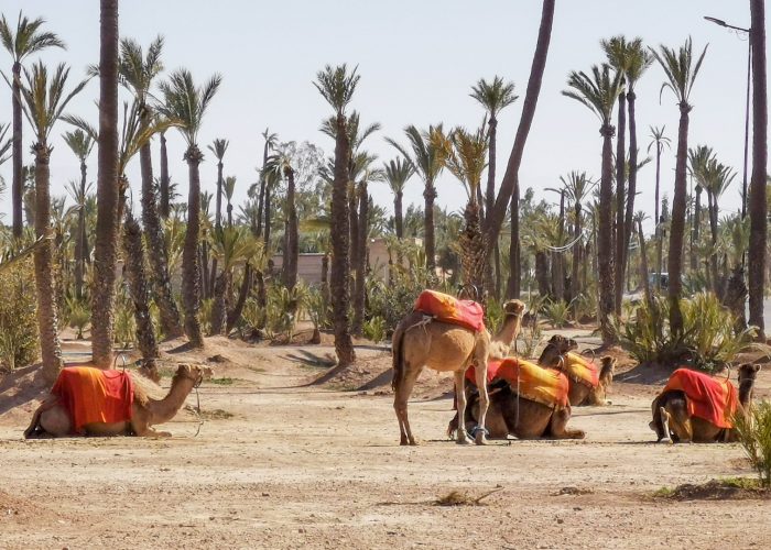 Paseo en Camello en Marrakech